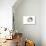 Persian Cat-Fabio Petroni-Photographic Print displayed on a wall