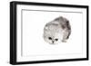 Persian Cat-Fabio Petroni-Framed Photographic Print