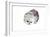 Persian Cat-Fabio Petroni-Framed Photographic Print