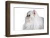 Persian Cat-Fabio Petroni-Framed Photographic Print