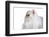 Persian Cat-Fabio Petroni-Framed Photographic Print