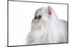 Persian Cat-Fabio Petroni-Mounted Photographic Print