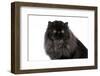 Persian Cat-Fabio Petroni-Framed Photographic Print