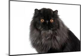 Persian Cat-Fabio Petroni-Mounted Photographic Print