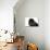 Persian Cat-Fabio Petroni-Photographic Print displayed on a wall