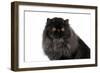 Persian Cat-Fabio Petroni-Framed Photographic Print