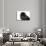 Persian Cat-Fabio Petroni-Photographic Print displayed on a wall