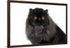 Persian Cat-Fabio Petroni-Framed Photographic Print