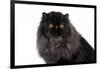 Persian Cat-Fabio Petroni-Framed Photographic Print