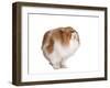 Persian Cat-Fabio Petroni-Framed Photographic Print