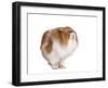 Persian Cat-Fabio Petroni-Framed Photographic Print