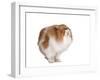 Persian Cat-Fabio Petroni-Framed Photographic Print