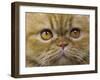 Persian Cat-null-Framed Photographic Print