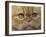 Persian Cat-null-Framed Photographic Print