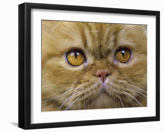 Persian Cat-null-Framed Photographic Print