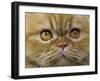 Persian Cat-null-Framed Photographic Print
