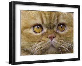 Persian Cat-null-Framed Photographic Print