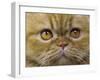 Persian Cat-null-Framed Photographic Print