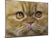 Persian Cat-null-Mounted Photographic Print