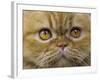 Persian Cat-null-Framed Photographic Print