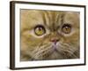 Persian Cat-null-Framed Photographic Print