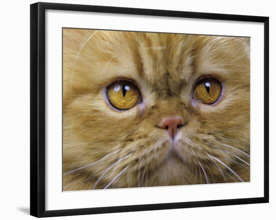 Persian Cat-null-Framed Photographic Print