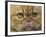 Persian Cat-null-Framed Photographic Print