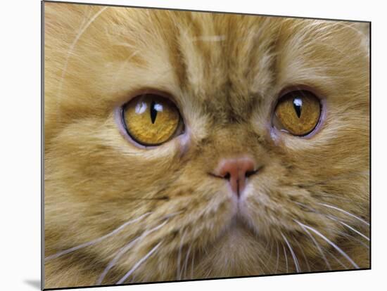 Persian Cat-null-Mounted Photographic Print