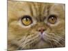 Persian Cat-null-Mounted Photographic Print