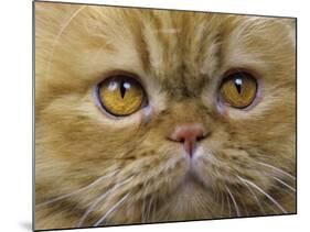 Persian Cat-null-Mounted Photographic Print