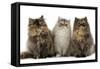 Persian Cats Three Sitting in Line-null-Framed Stretched Canvas