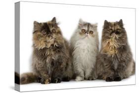 Persian Cats Three Sitting in Line-null-Stretched Canvas