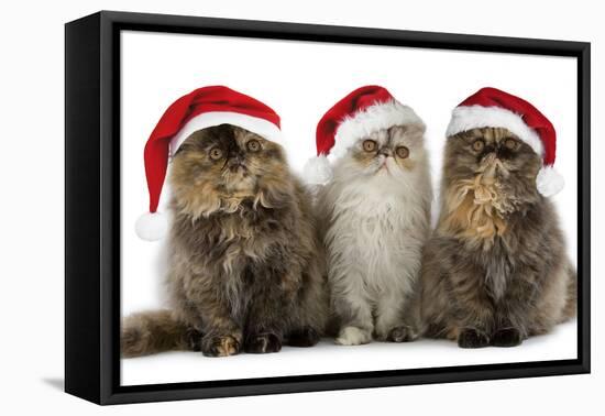 Persian Cats Three Sitting in Line-null-Framed Stretched Canvas