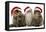 Persian Cats Three Sitting in Line-null-Framed Stretched Canvas