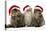 Persian Cats Three Sitting in Line-null-Stretched Canvas