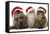 Persian Cats Three Sitting in Line-null-Framed Stretched Canvas