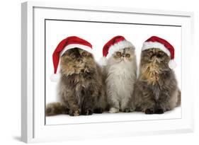Persian Cats Three Sitting in Line-null-Framed Photographic Print