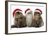 Persian Cats Three Sitting in Line-null-Framed Photographic Print