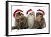 Persian Cats Three Sitting in Line-null-Framed Photographic Print