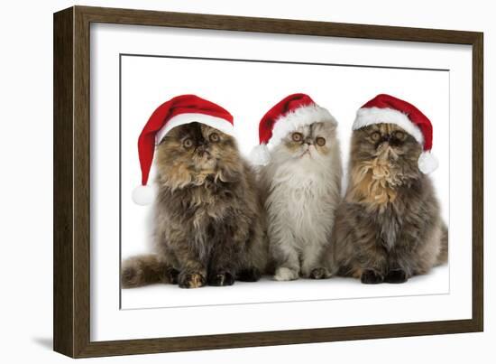 Persian Cats Three Sitting in Line-null-Framed Photographic Print