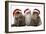 Persian Cats Three Sitting in Line-null-Framed Photographic Print