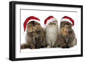 Persian Cats Three Sitting in Line-null-Framed Photographic Print