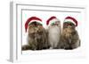 Persian Cats Three Sitting in Line-null-Framed Photographic Print