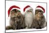 Persian Cats Three Sitting in Line-null-Mounted Photographic Print
