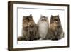 Persian Cats Three Sitting in Line-null-Framed Photographic Print