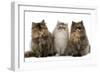 Persian Cats Three Sitting in Line-null-Framed Photographic Print