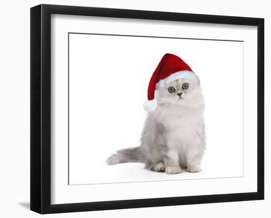 Persian Chinchilla 3 1/2 Month Old Kitten-null-Framed Photographic Print