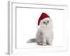 Persian Chinchilla 3 1/2 Month Old Kitten-null-Framed Photographic Print