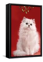 Persian Chinchilla Cat Long-Haired, under Mistletoe-null-Framed Stretched Canvas