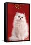 Persian Chinchilla Cat Long-Haired, under Mistletoe-null-Framed Stretched Canvas